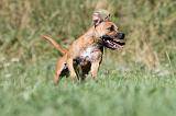 STAFFIE 079